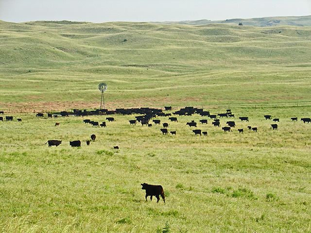 Management of 22,000-acre ranch reflects the Beel family&#039;s reverence for fragile Sandhills. (Progressive Farmer photo by Jennifer Beel)